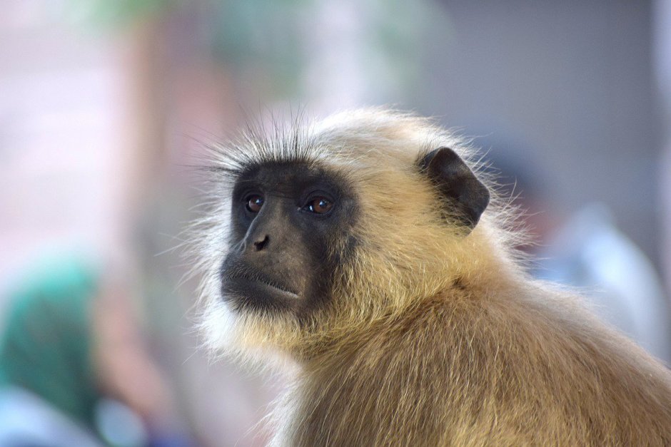 Светлая обезьяна