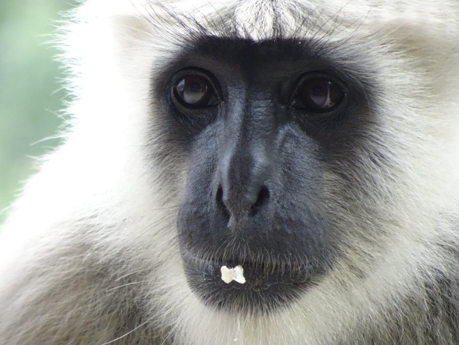 Обезьяна с белой мордой