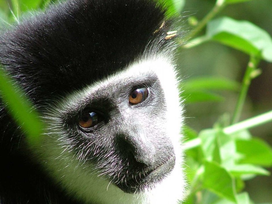 Обезьяны с белыми кругами вокруг глаз