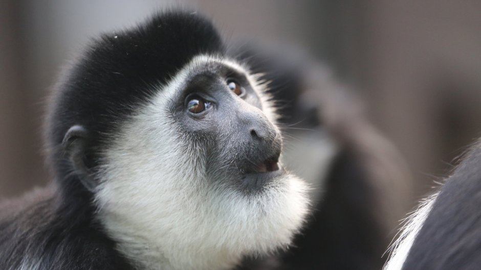 Абиссинский Каламбус или гвереца