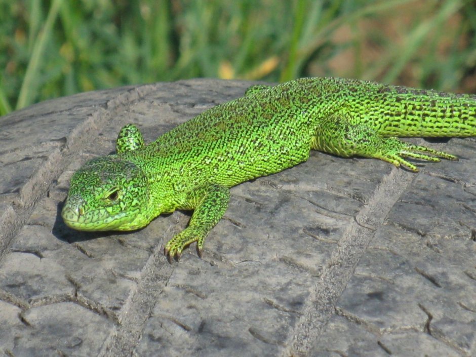 Аманда Лизард ящерица