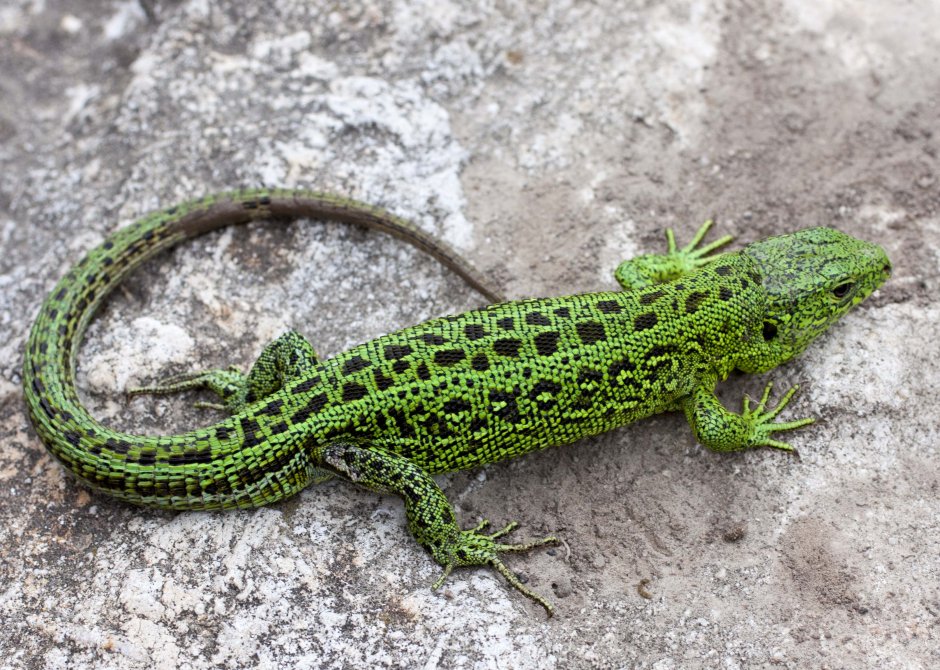 Ящерица прыткая горнокрымская