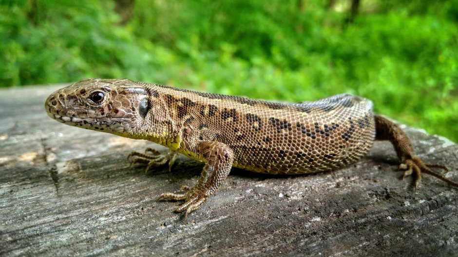 Ящерица прыткая Тритон