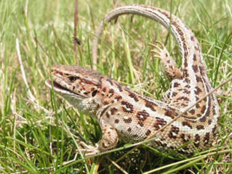 Ящерица прыткая горнокрымская