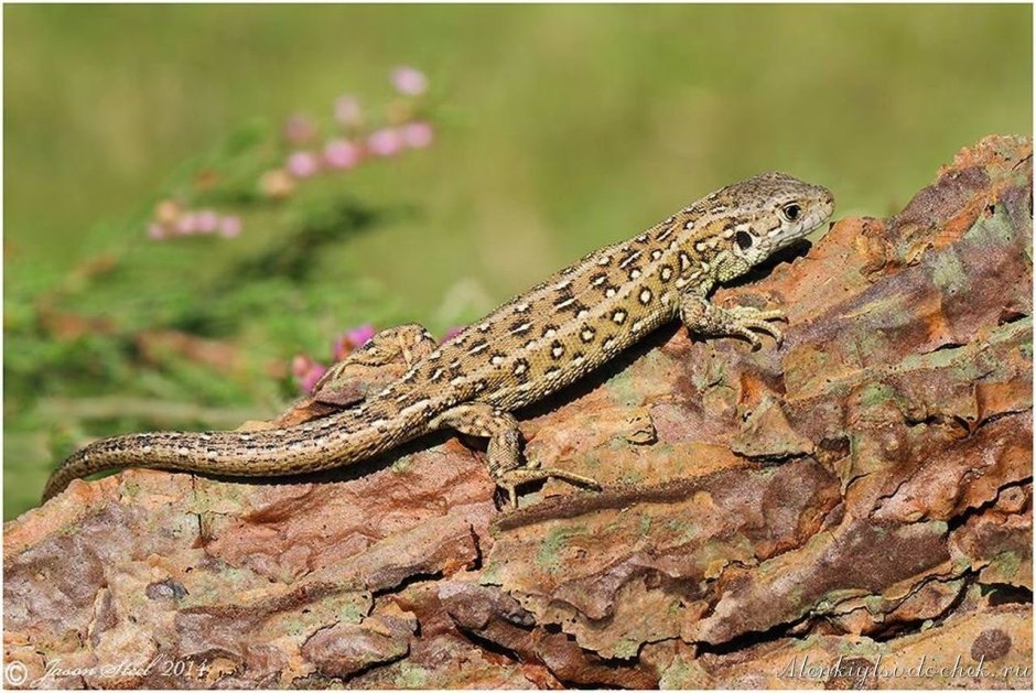 Ящерица прыткая Тритон