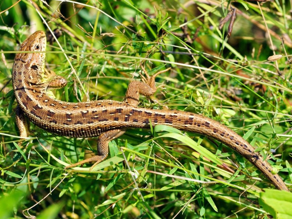 Ящерица прыткая (лат. Lacerta Agilis)