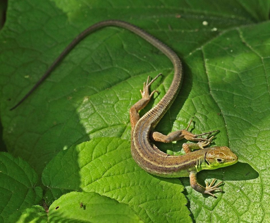 Прыткая ящерица обыкновенный Тритон