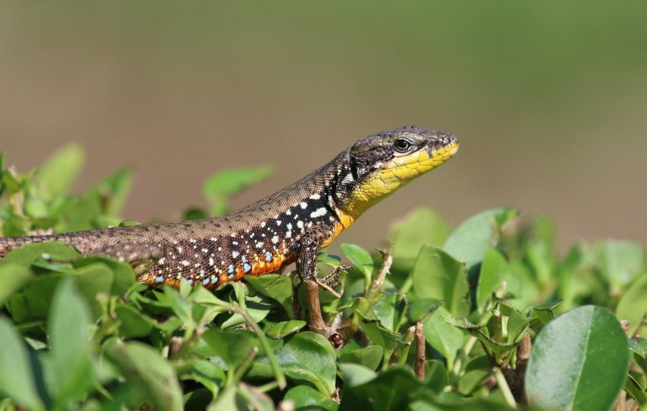 Живородящая ящерица Сибирь