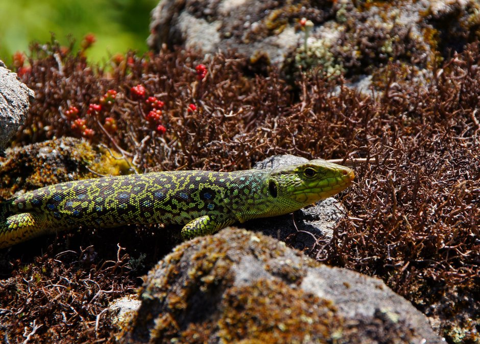 Ящерица прыткая Тритон