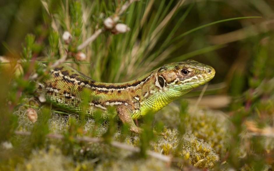 Ящерица прыткая Тритон
