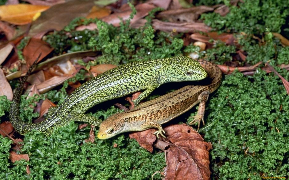 Террариум для прыткой ящерицы