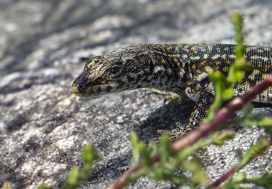 Прыткая ящерица обыкновенный Тритон