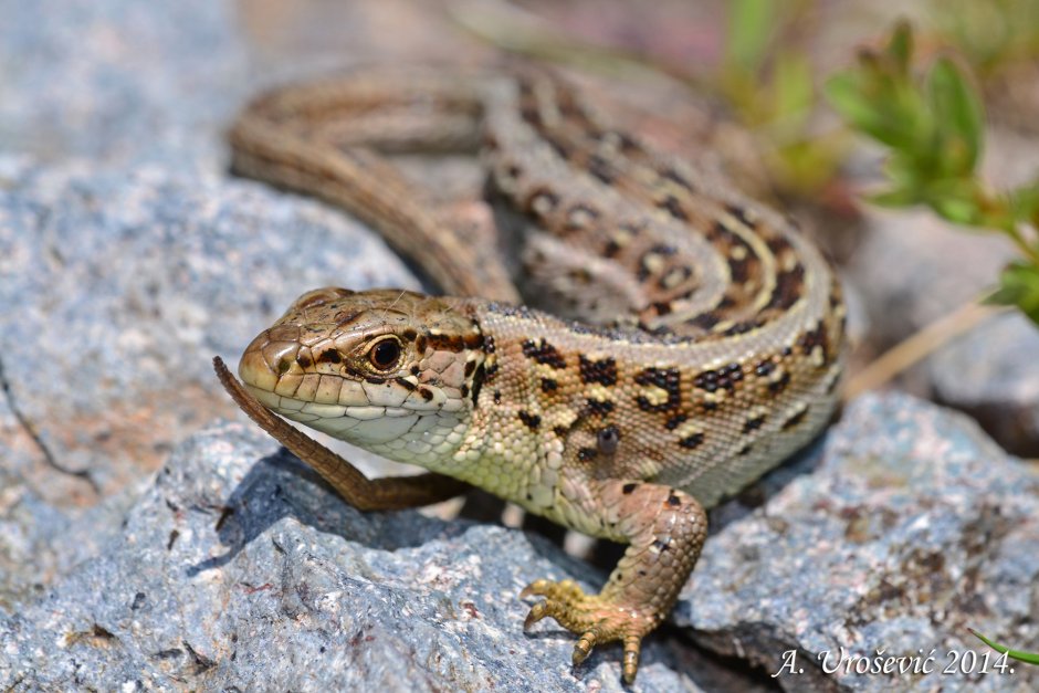 Ящерица прыткая (лат. Lacerta Agilis)
