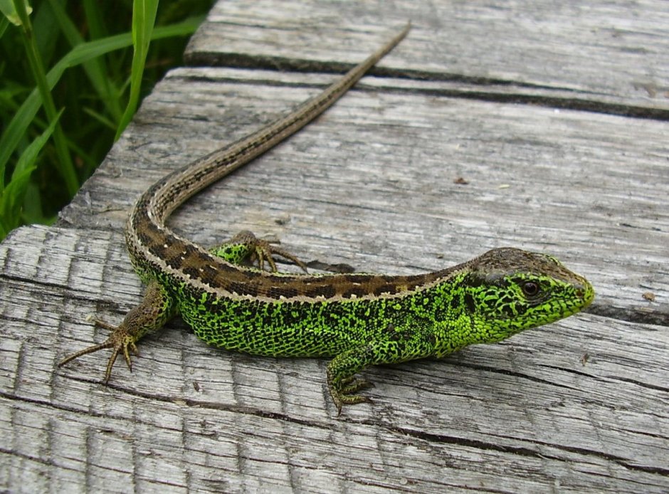 Прыткая ящерица