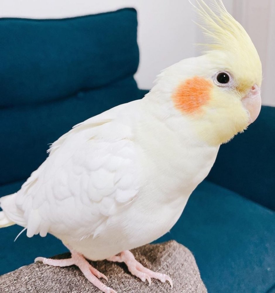 Попугай корелла лютино