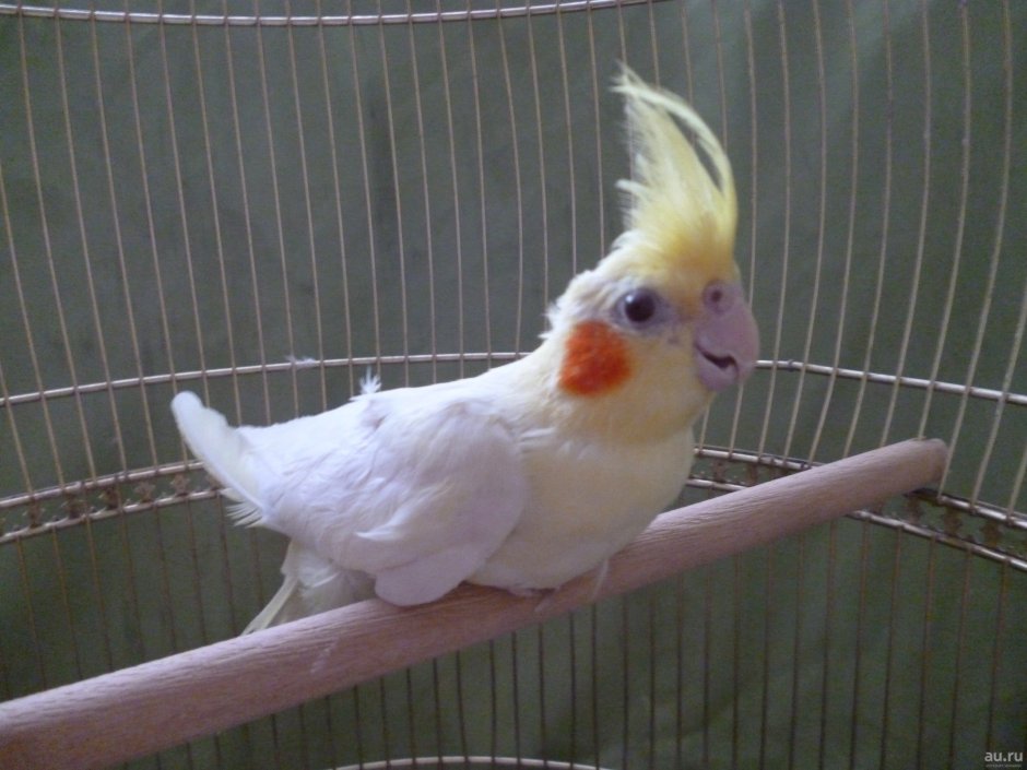 Попугаи кореллы самцы