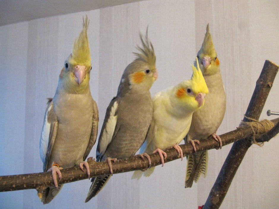 Попугай корелла окрасы