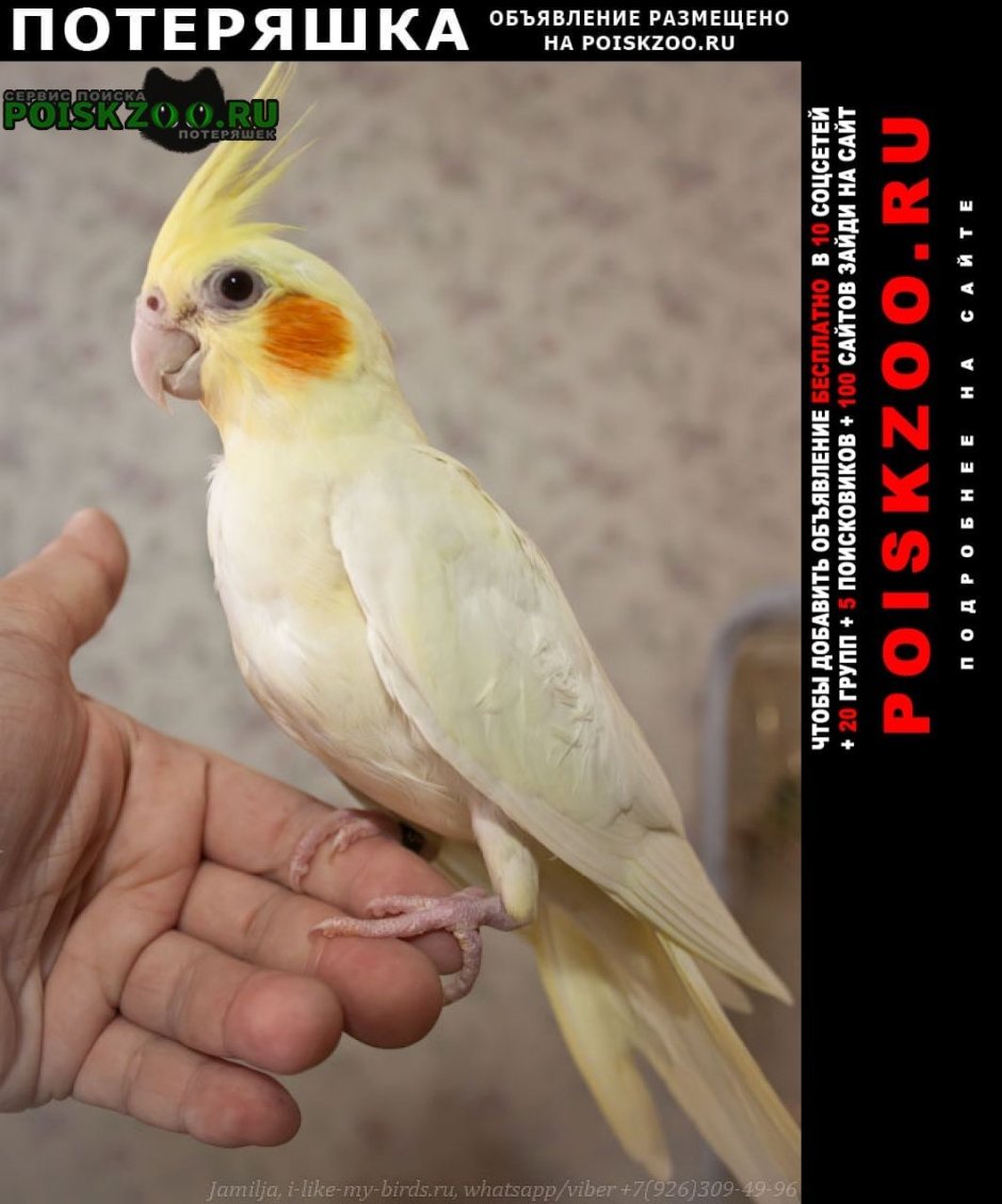 Корелла лютино самец