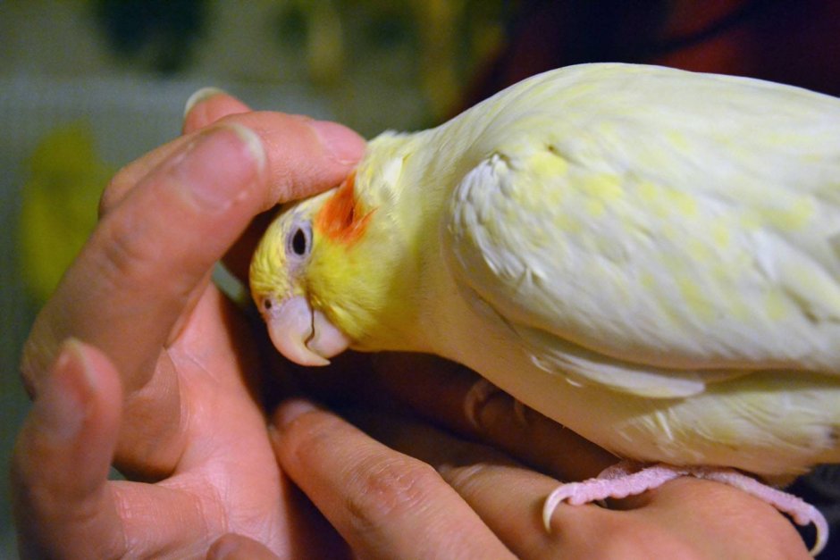 Аллергия на попугаев у детей