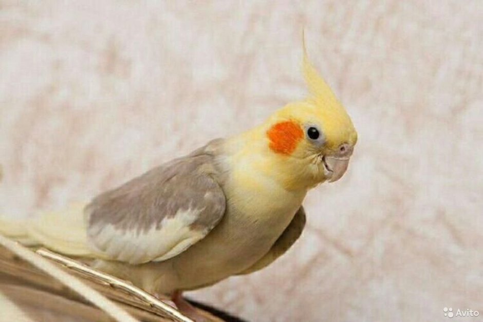 Корелла попугай лютино самец