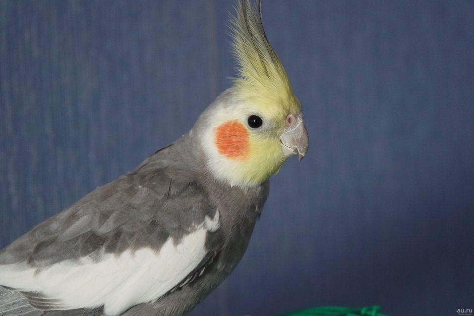 Попугай корелла