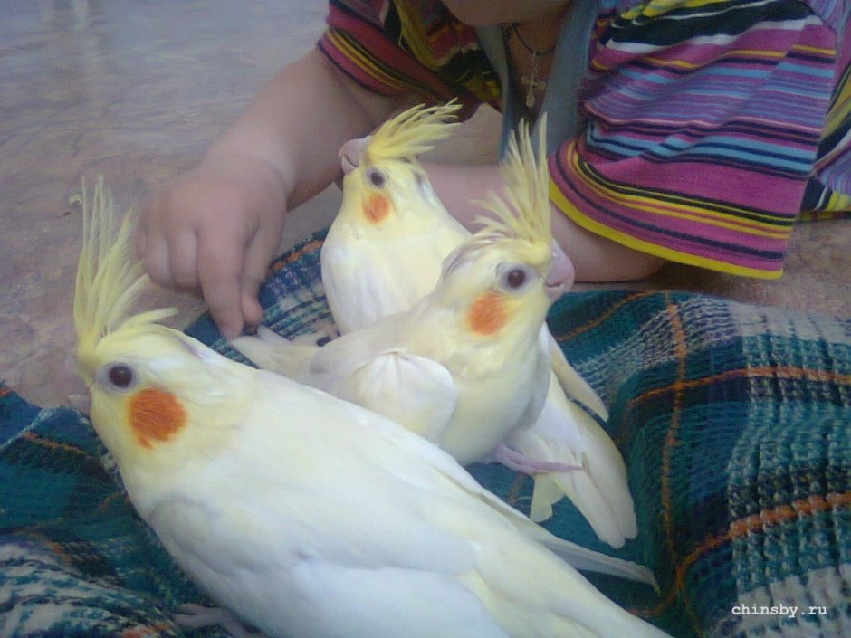 Попугай корелла