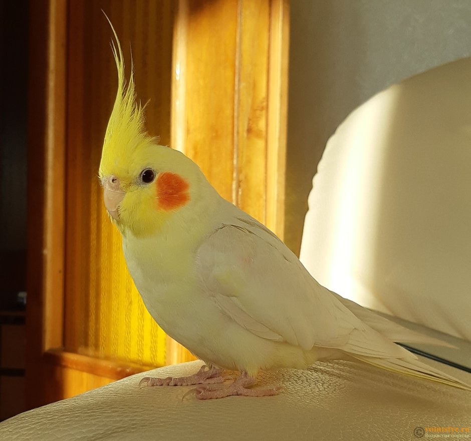 Попугай корелла