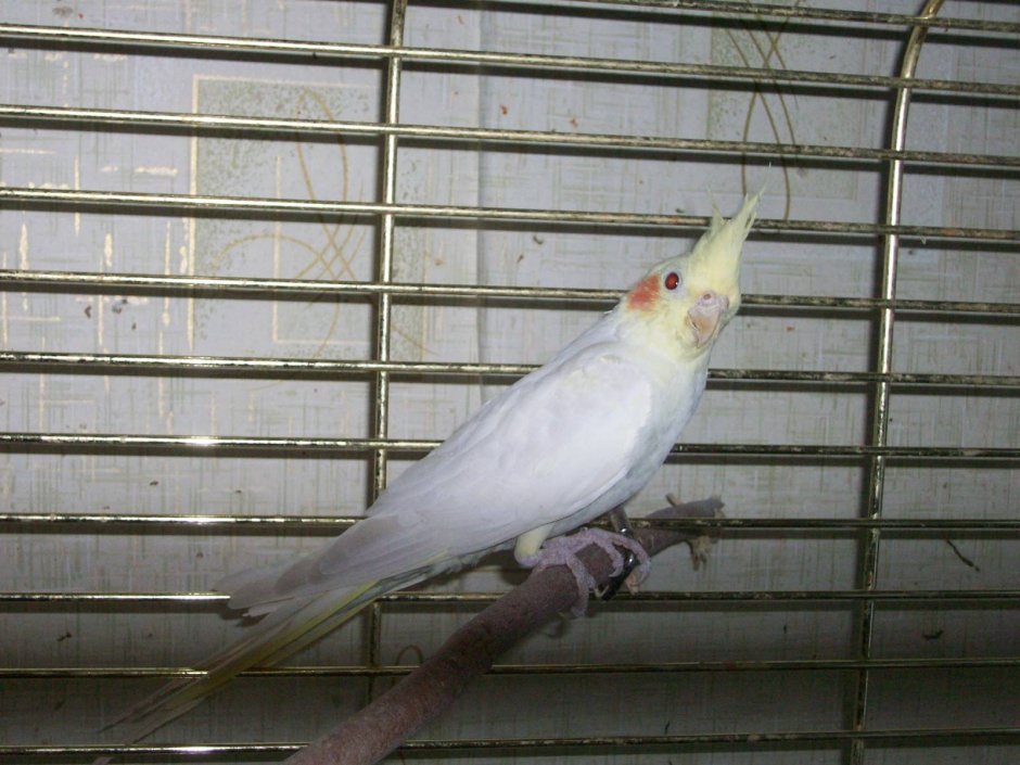 Корелла лютино самец