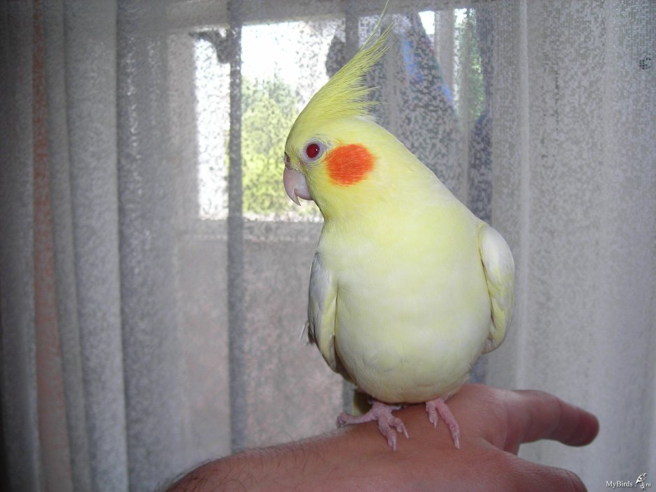 Попугай корелла лютино самка