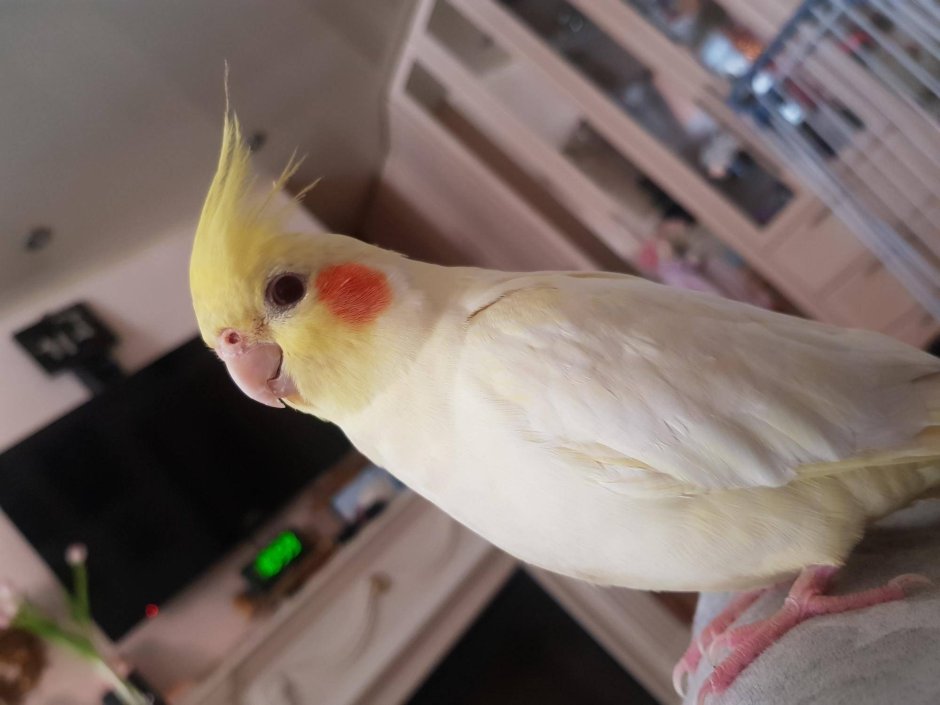 Попугай корелла лютино