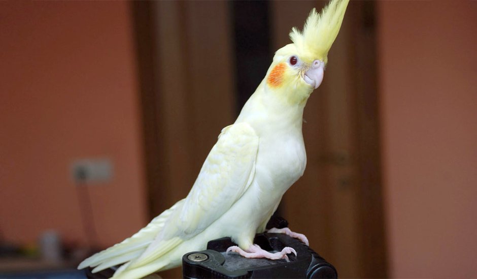 Попугай корелла лютино