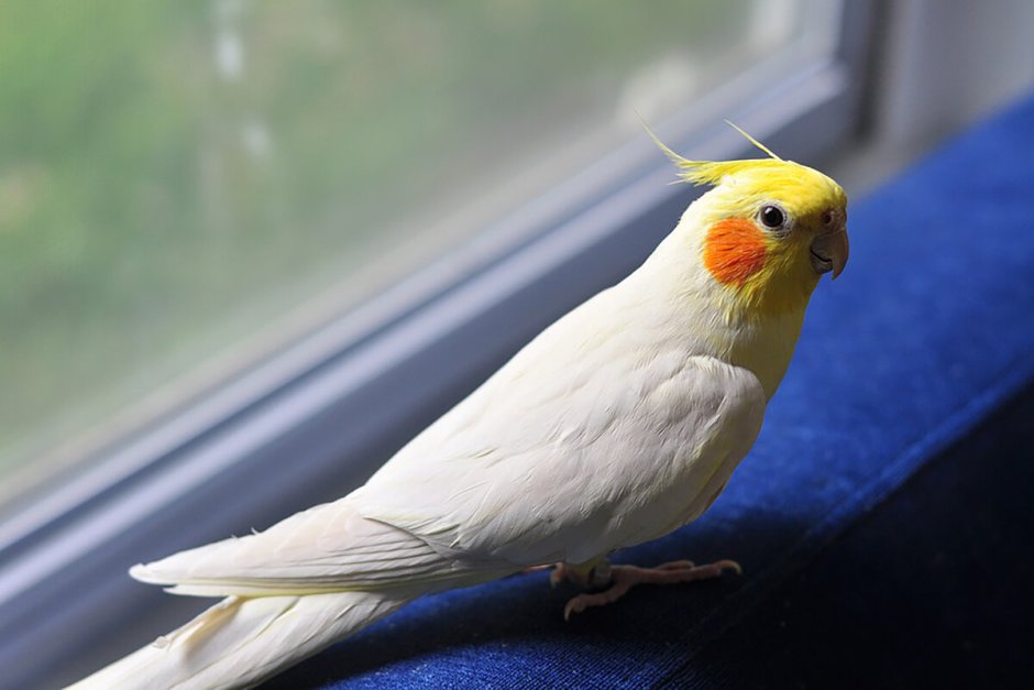 Попугай корелла лютино