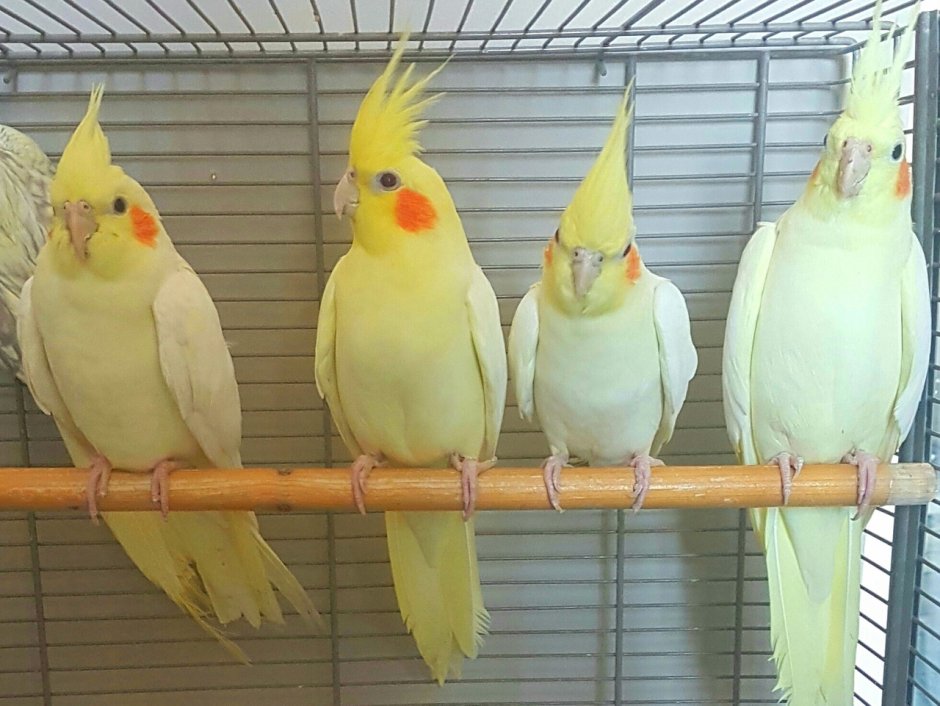 Корелла лютино