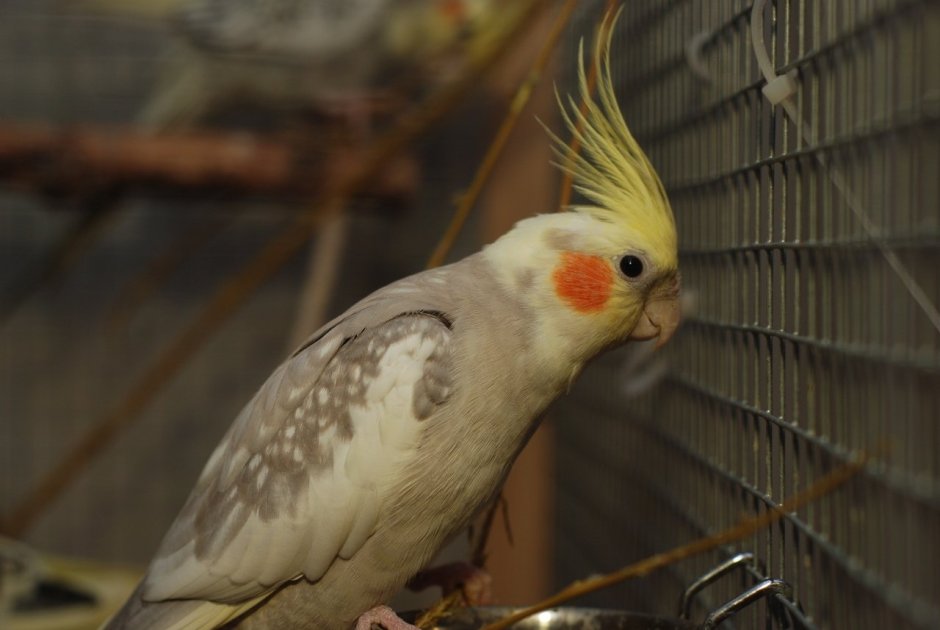 Корелла белокрылый