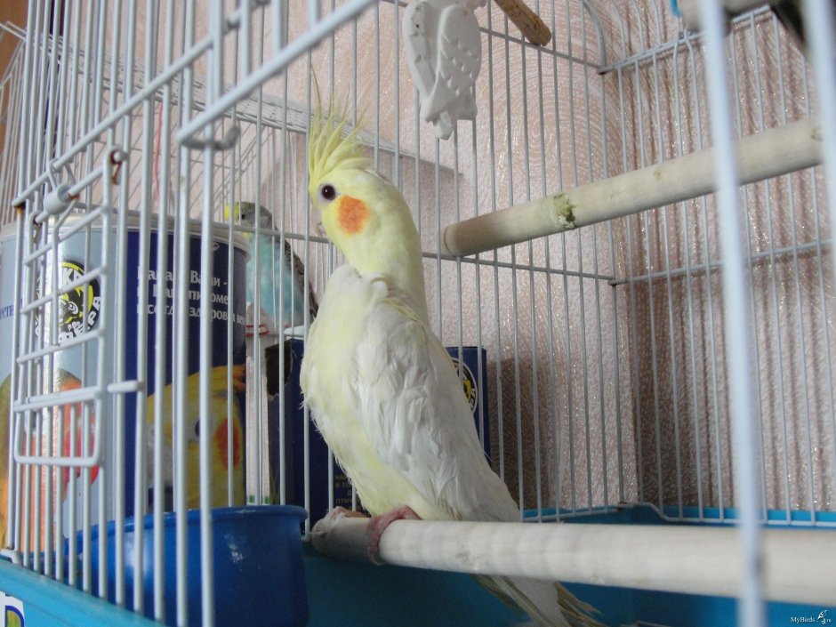 Теряют ли мальчики попугаи Лютина свой цвет
