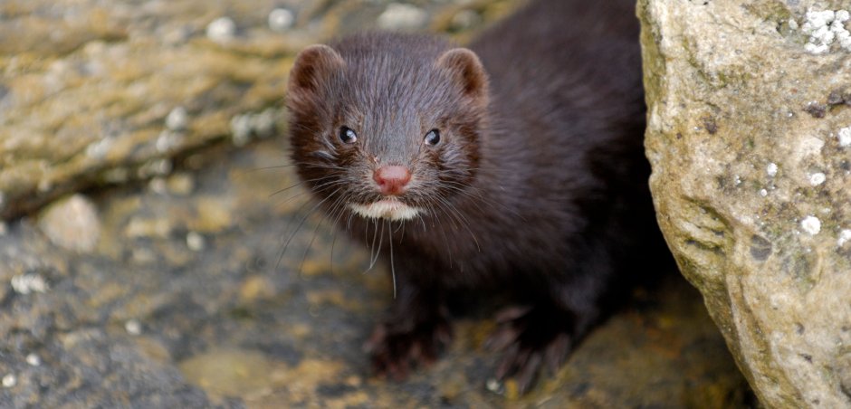Американская норка (Mustela Vison)