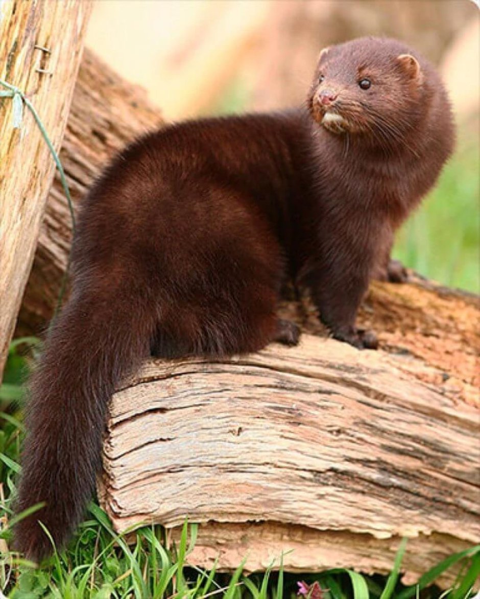 Mustela lutreola норка