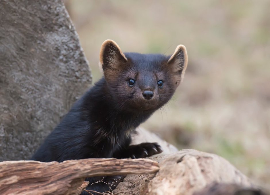 Американская норка (Mustela Vison)