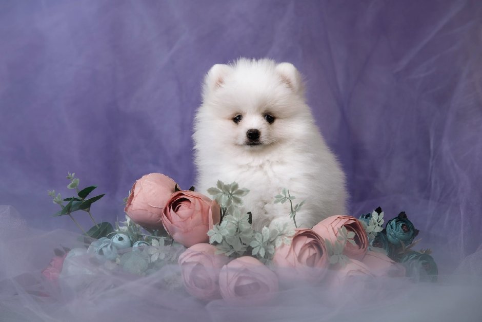Pomeranian атоп ми