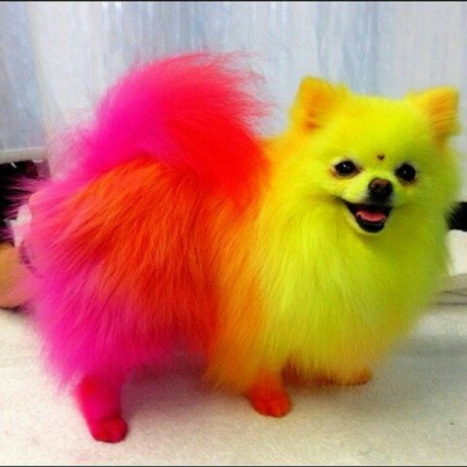 Разноцветный шпиц