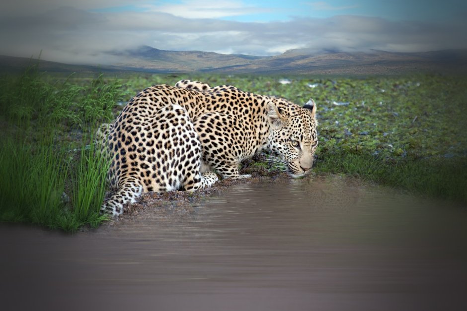 Водяной леопард