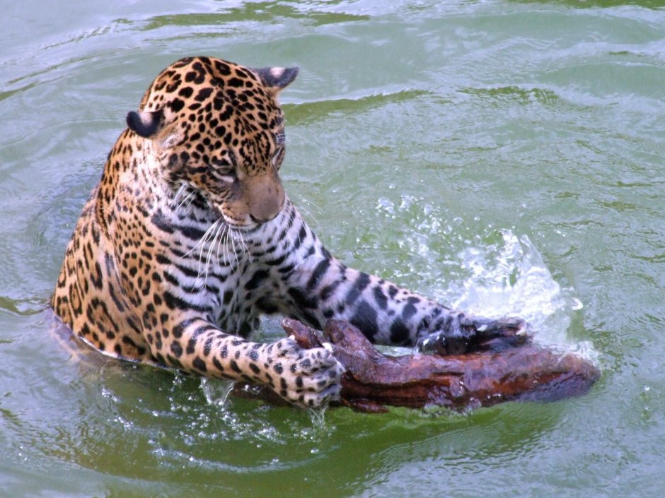 Леопард в воде
