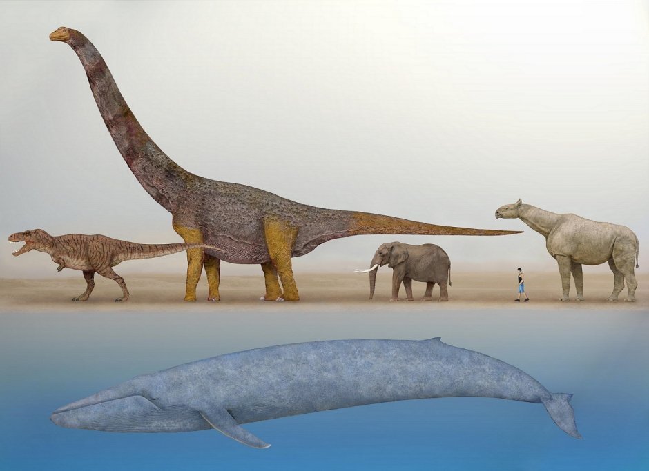 Кит зауропод Argentinosaurus