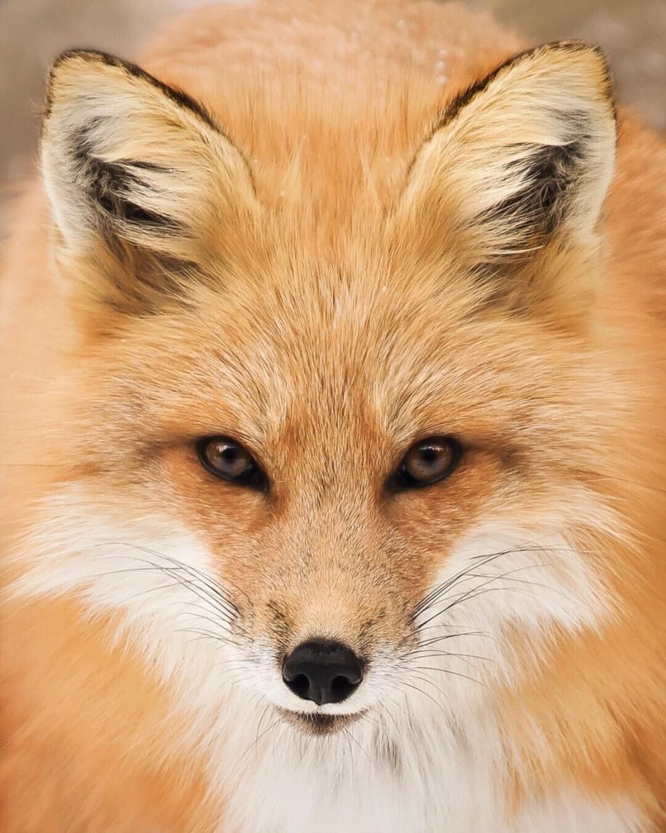 Domestic Fox Breeds