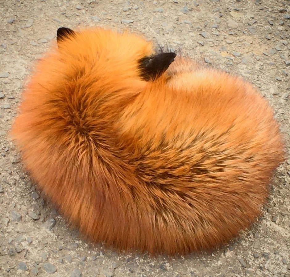 Лиса клубком