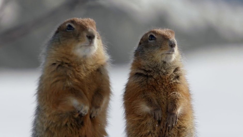 Arctic ground Squirrel
