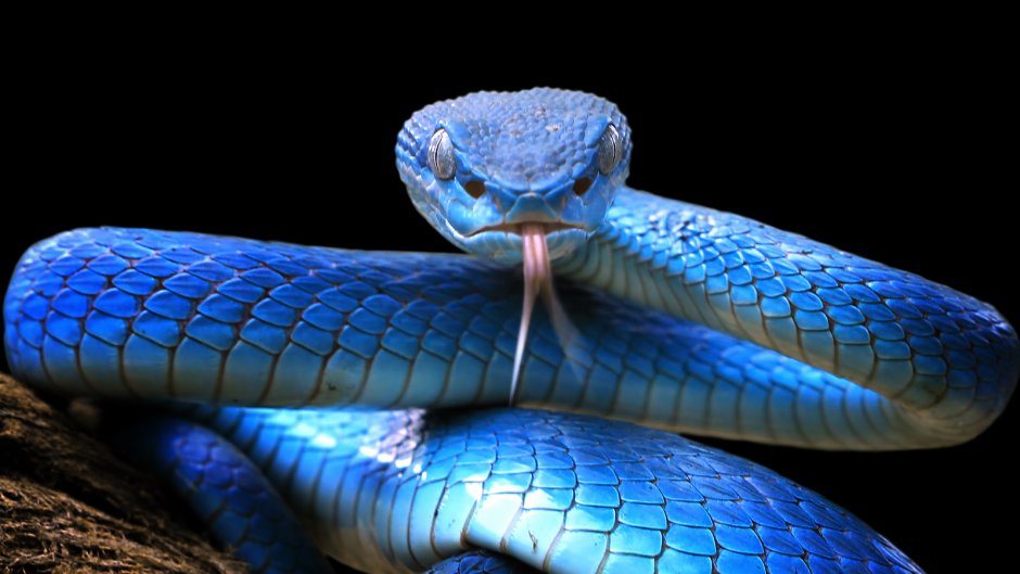 Blue Viper