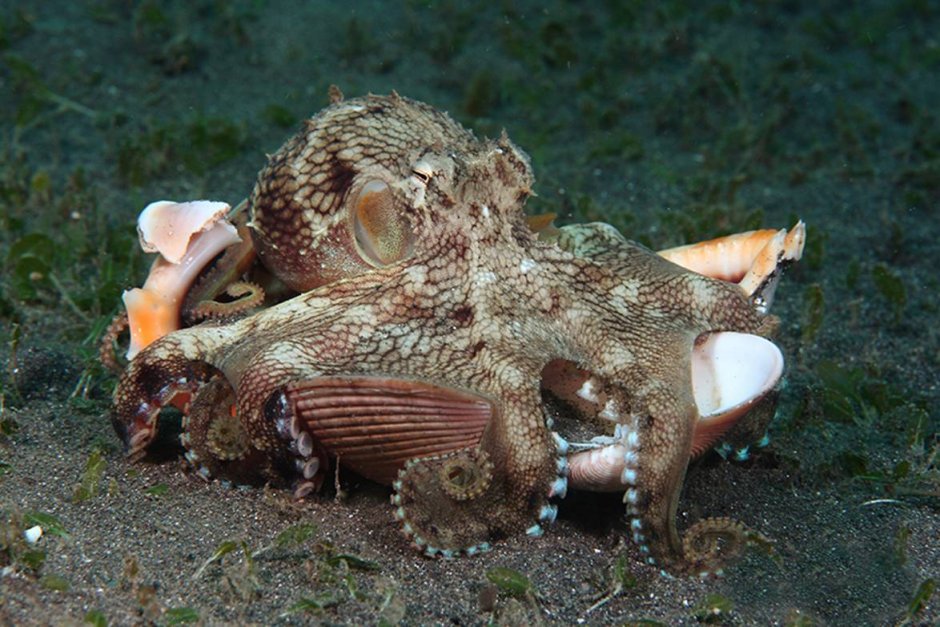 Осьминог хищник