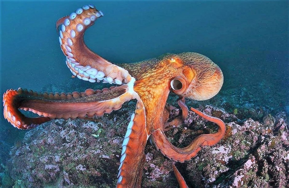 Морские головоногие моллюски