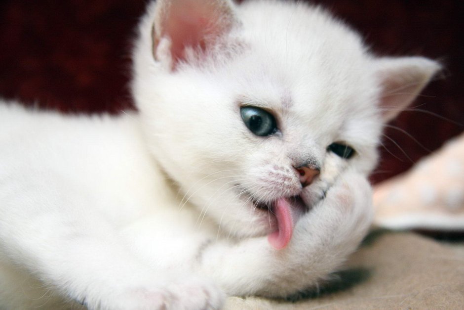Беленький котенок